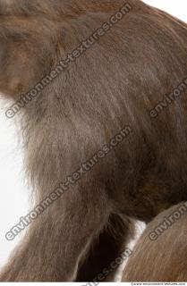 monkey skin fur  0005